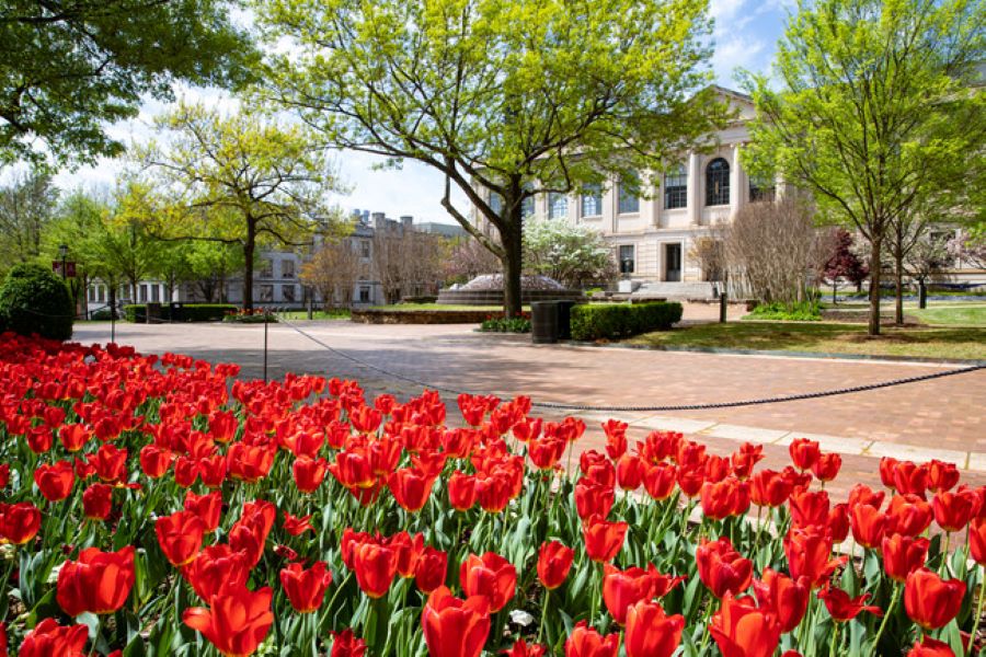 Tulips in foreground of image of Vol Walker Hall